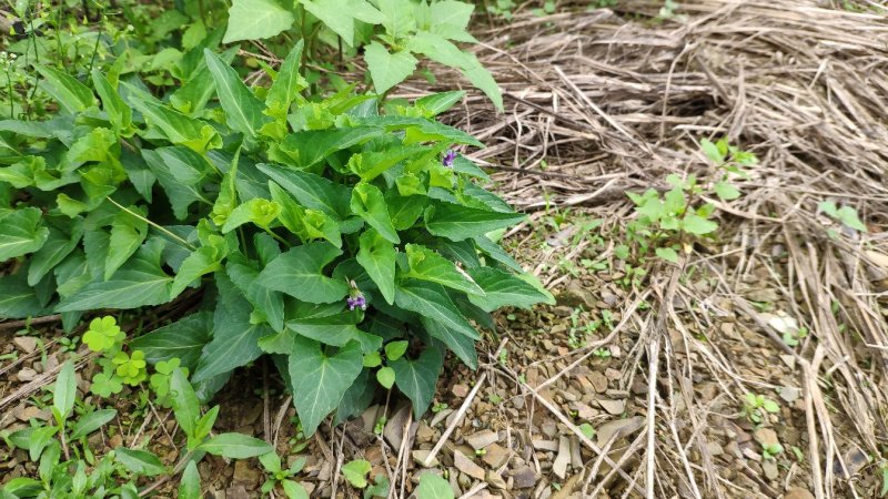 犁头草药用紫花地丁新鲜野生现挖一件代发包邮