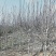 紫玉兰苗地栽苗80cm以上