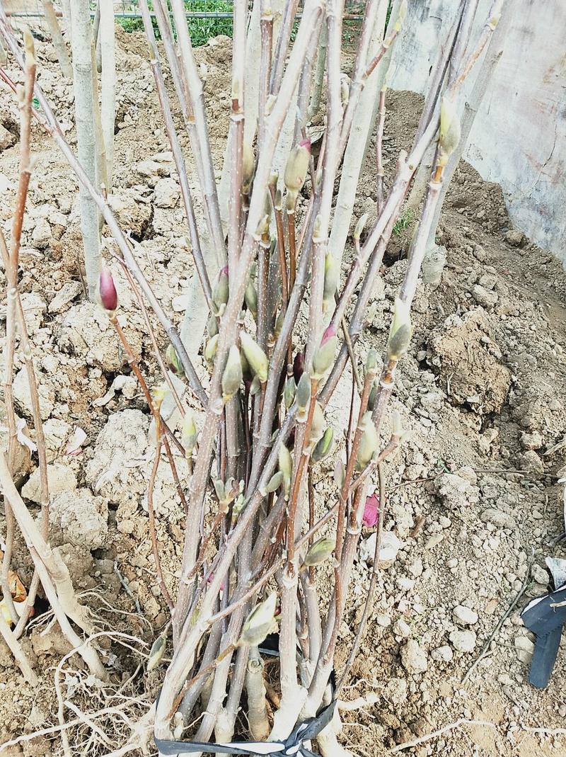紫玉兰苗地栽苗80cm以上