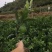 纽荷尔脐橙杯苗，基地直供