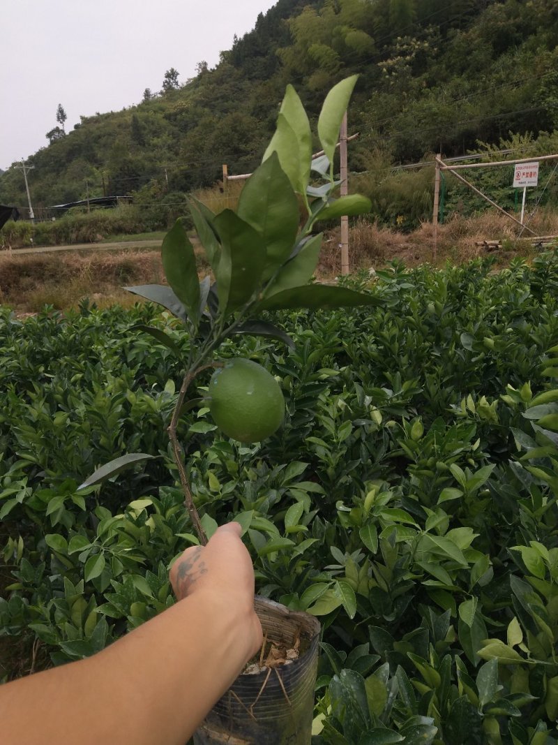 纽荷尔脐橙杯苗，基地直供
