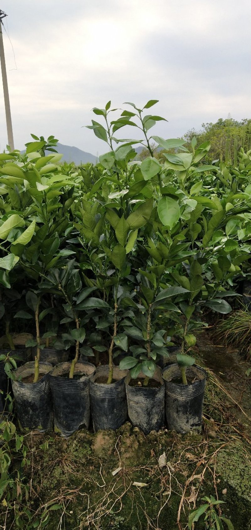 纽荷尔脐橙杯苗，基地直供
