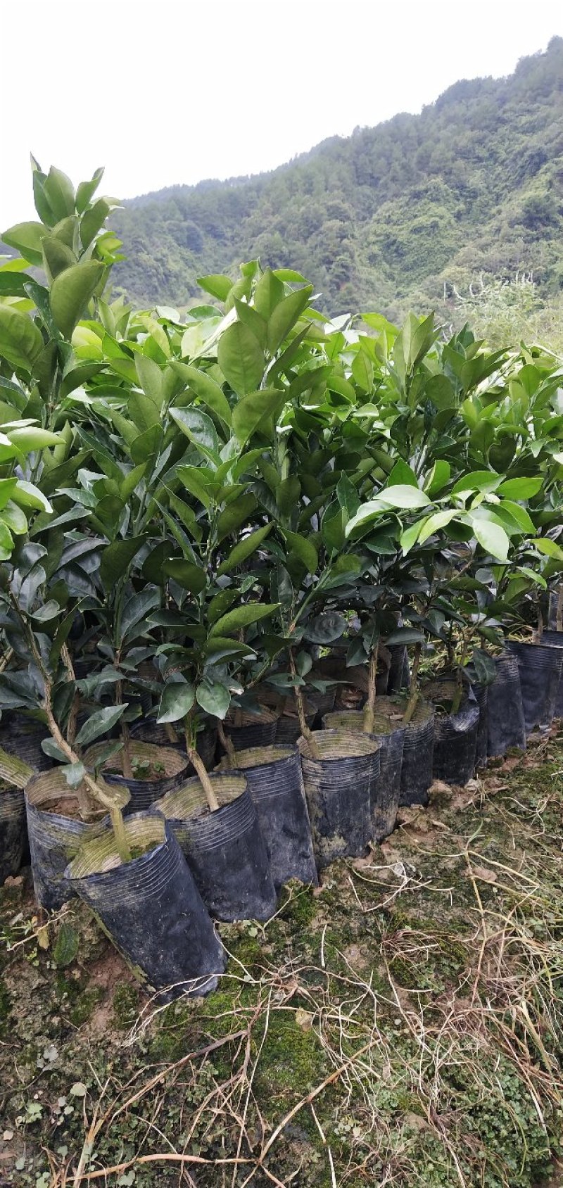 纽荷尔脐橙杯苗，基地直供