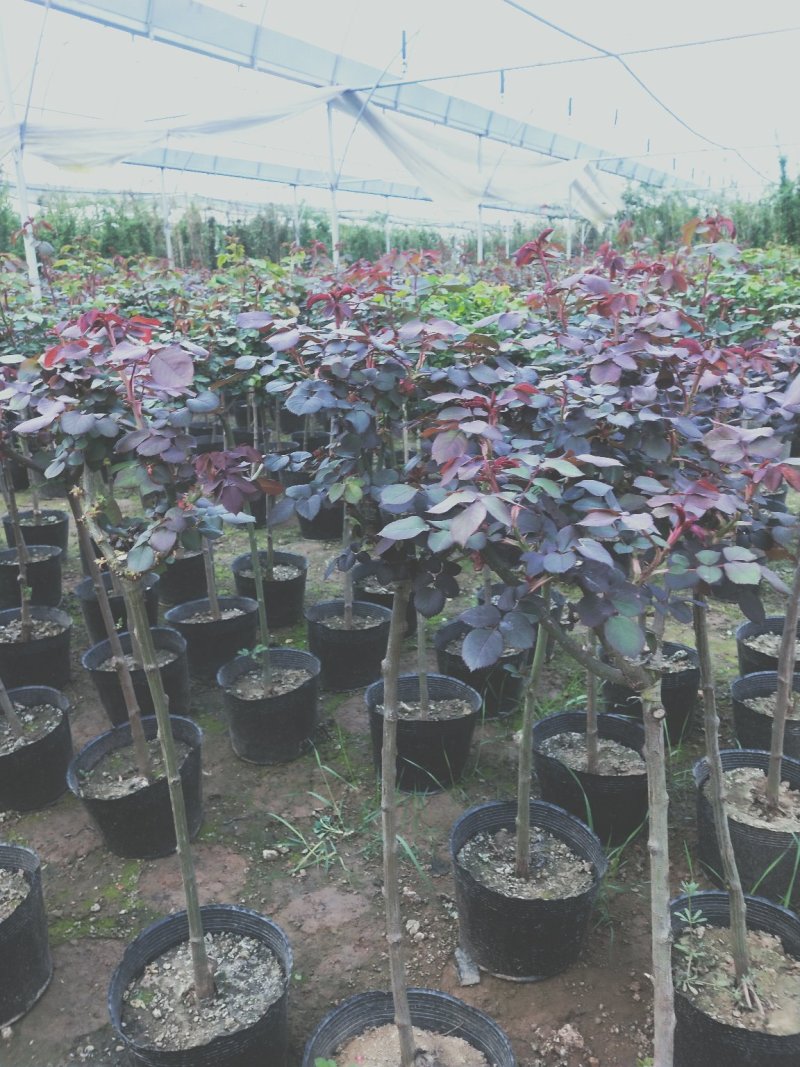 树状月季80cm以上