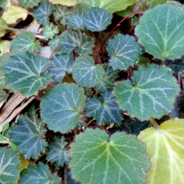 野生虎耳草，虎耳草！