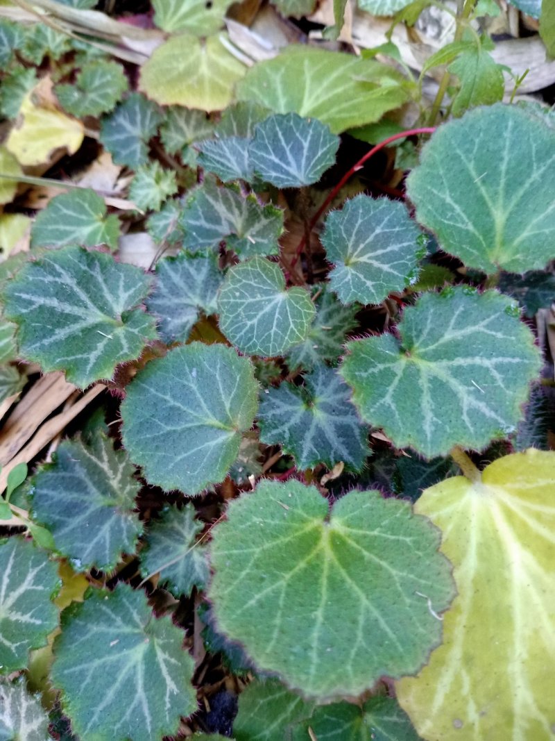 野生虎耳草，虎耳草！