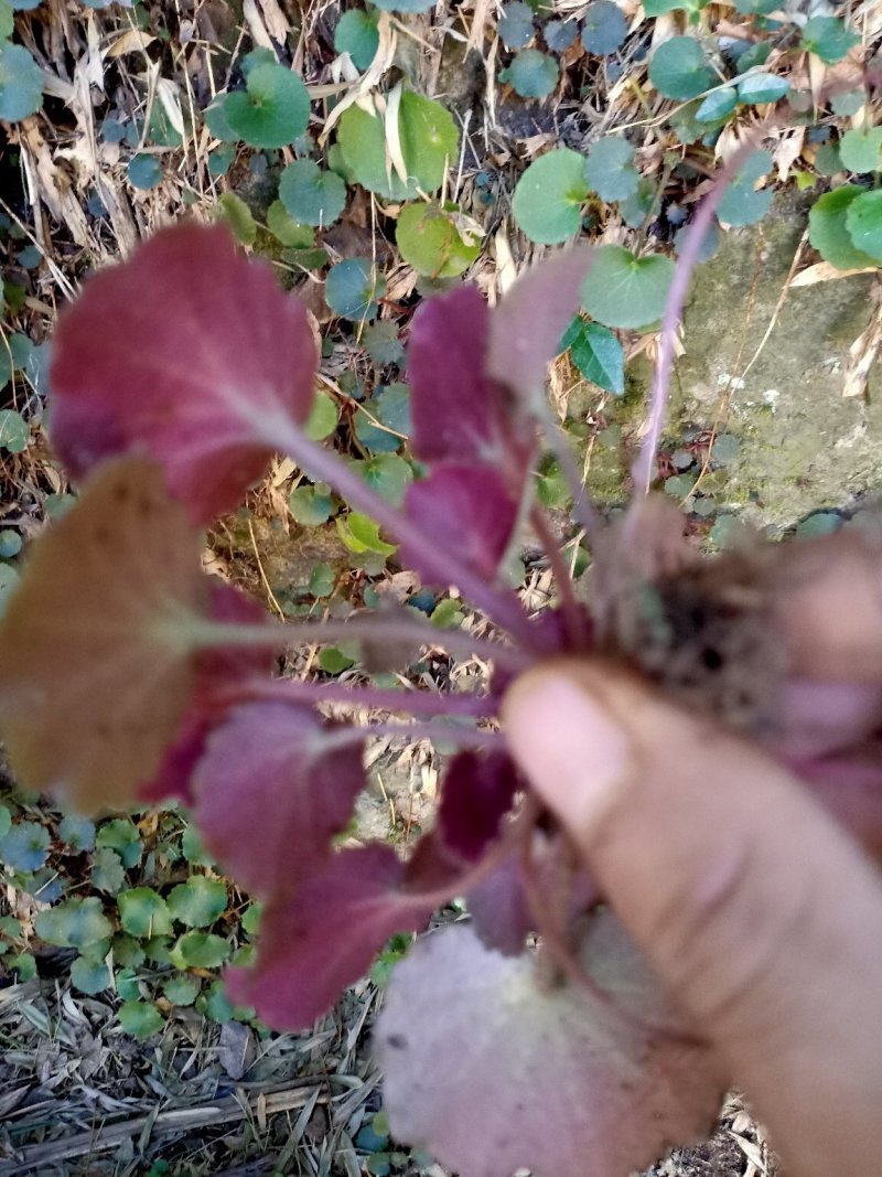 野生虎耳草，虎耳草！