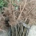 花椒苗大红袍花椒树苗六月伏椒狮子头花椒苗南北方当年结果