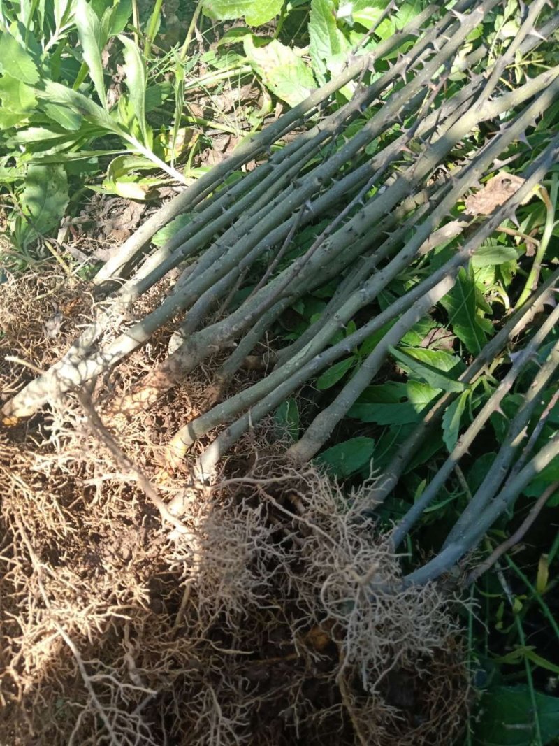 花椒苗大红袍花椒树苗六月伏椒狮子头花椒苗南北方当年结果