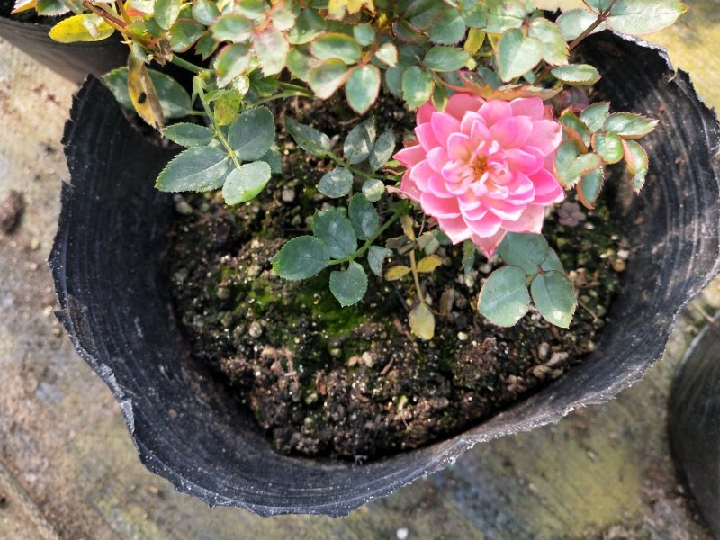 月季四季开花盆栽大小苗