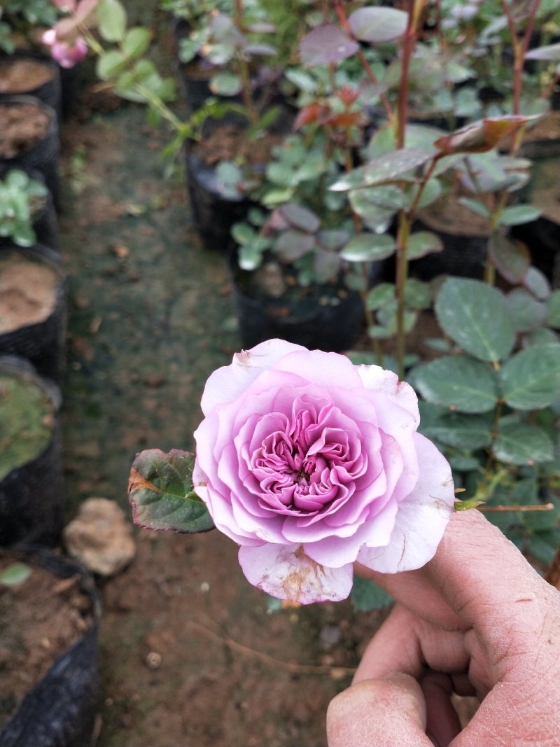 月季四季开花盆栽大小苗
