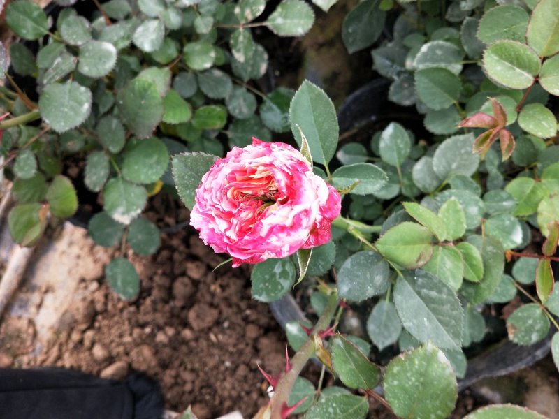 月季四季开花盆栽大小苗