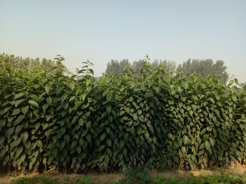 基地出售杜仲苗药材树种可上绿化工程用途广泛