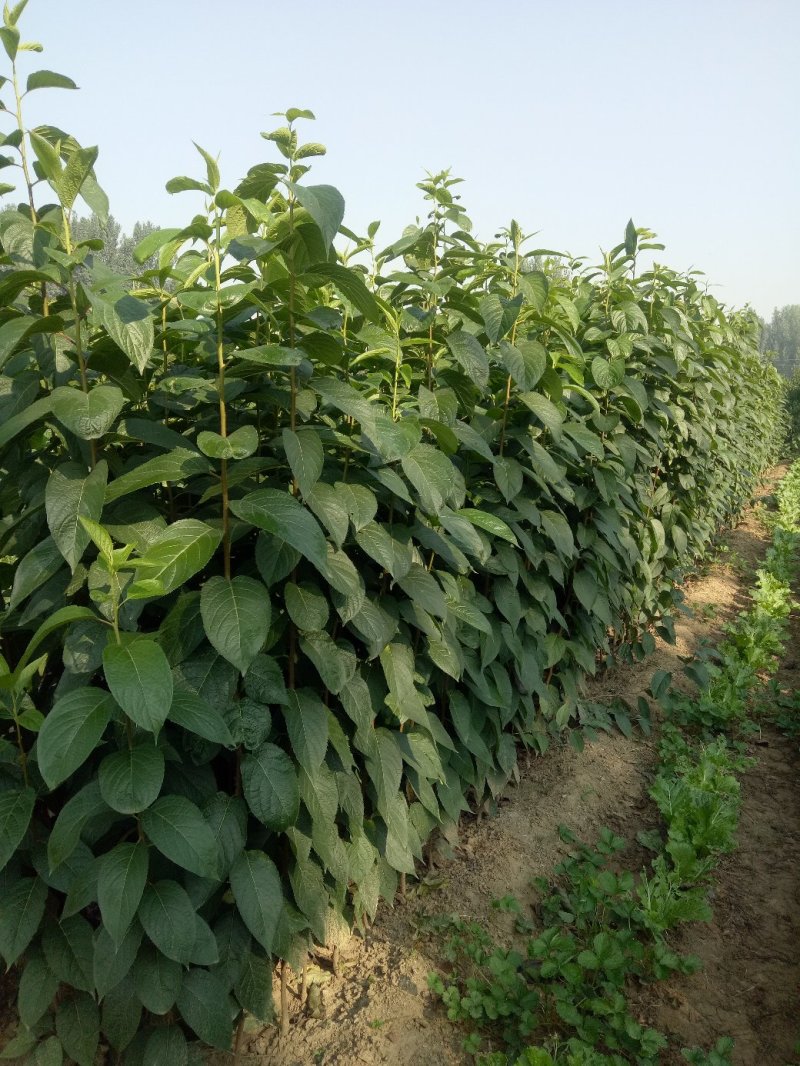 基地出售杜仲苗药材树种可上绿化工程用途广泛