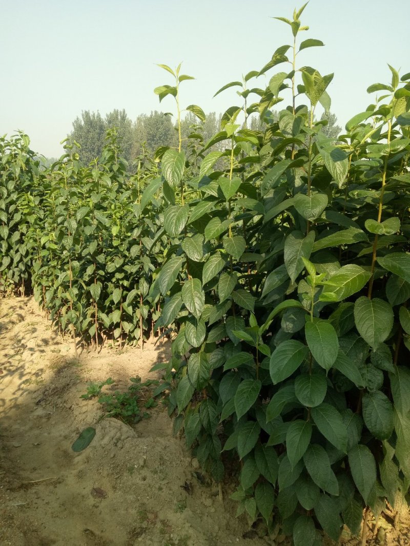 基地出售杜仲苗药材树种可上绿化工程用途广泛