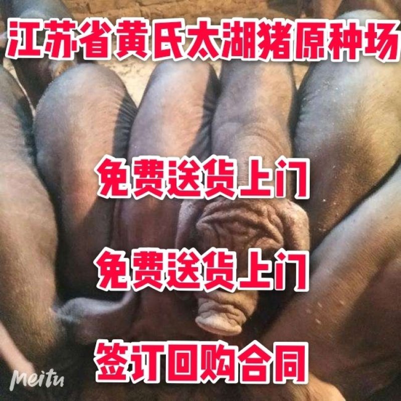 海南苏太母猪价格苏太母猪多少钱苏太母猪养猪场_