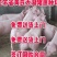 海南苏太母猪价格苏太母猪多少钱苏太母猪养猪场_