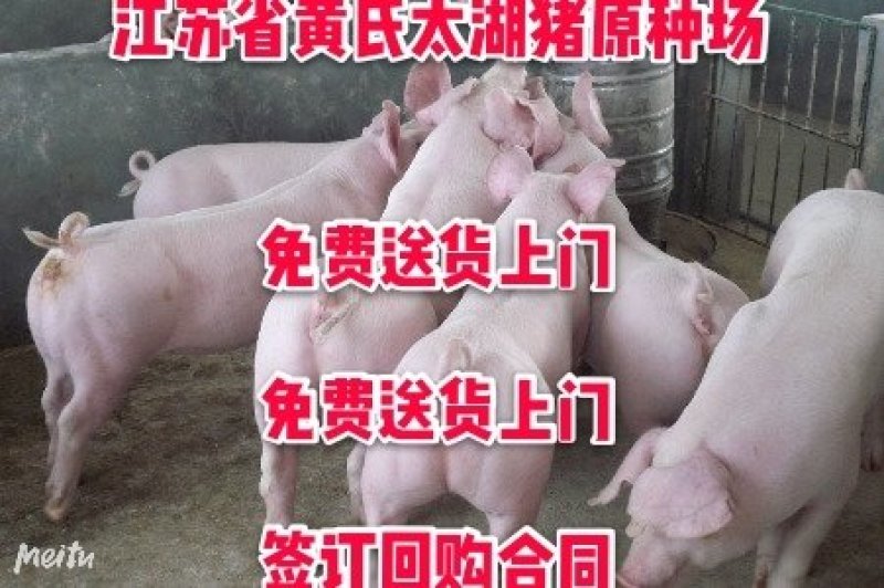 海南苏太母猪价格苏太母猪多少钱苏太母猪养猪场_