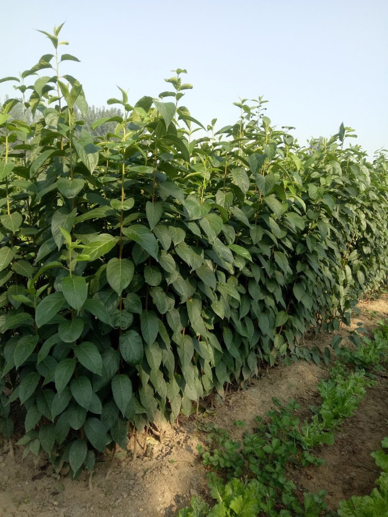 基地出售杜仲苗药材树种可上绿化工程用途广泛