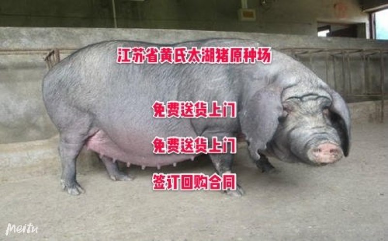 海南苏太母猪价格苏太母猪多少钱苏太母猪养猪场_