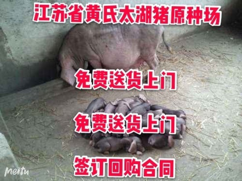 海南苏太母猪价格苏太母猪多少钱苏太母猪养猪场_
