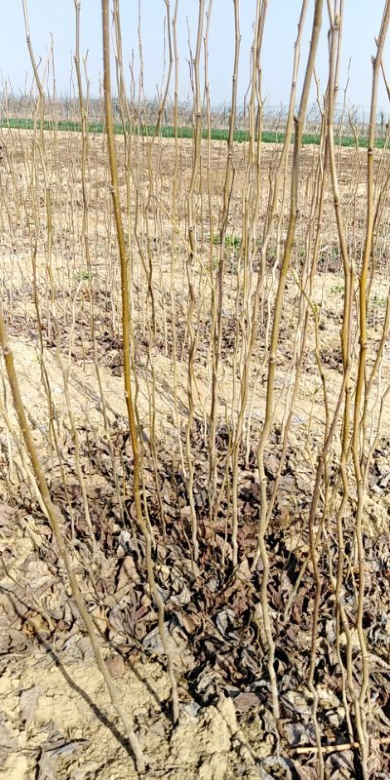 基地出售杜仲苗药材树种可上绿化工程用途广泛