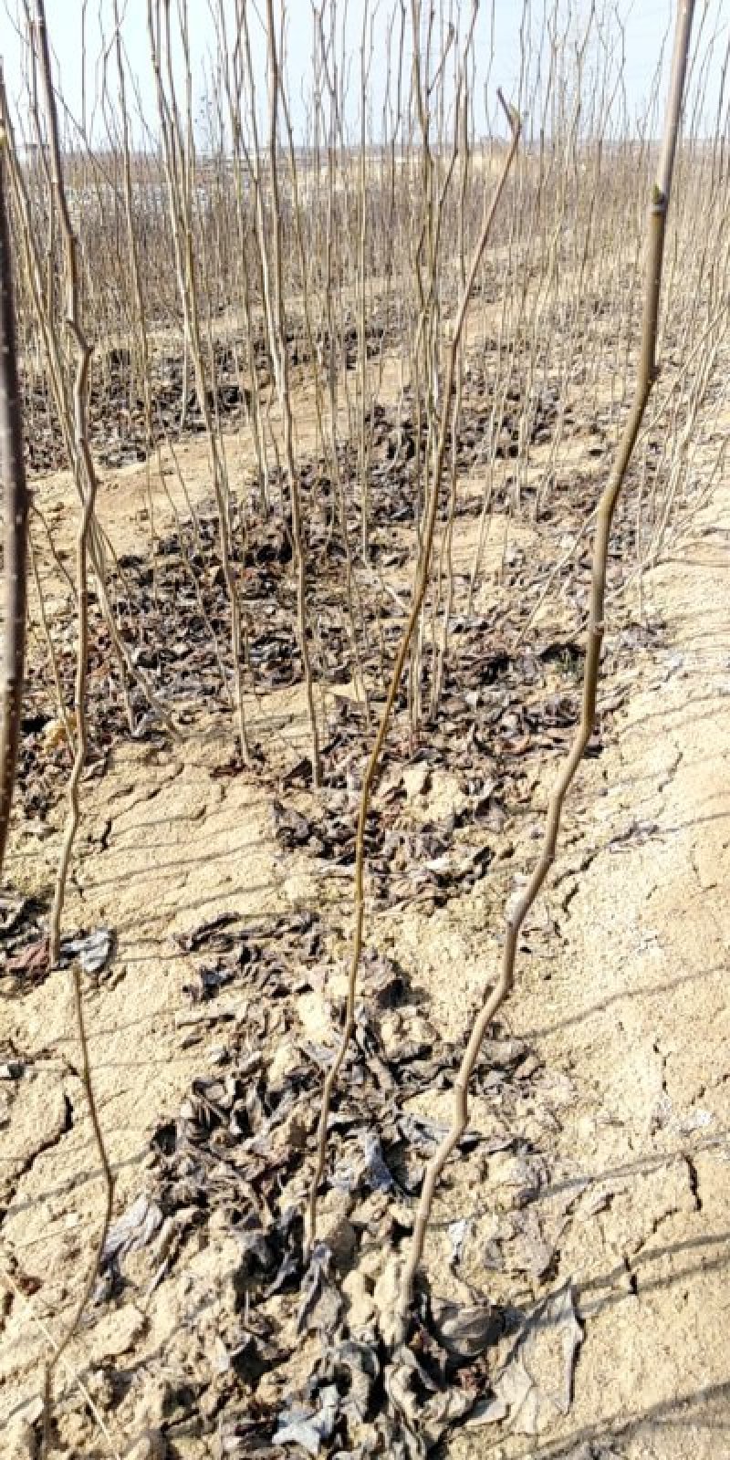 基地出售杜仲苗药材树种可上绿化工程用途广泛