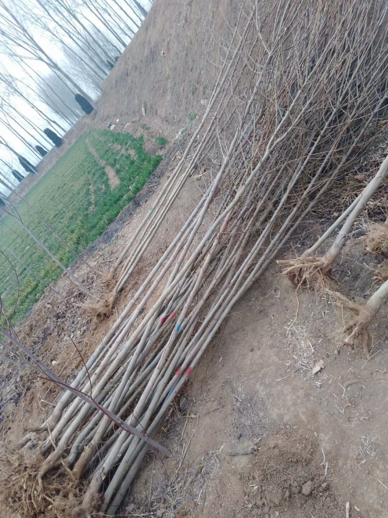 基地出售杜仲苗药材树种可上绿化工程用途广泛