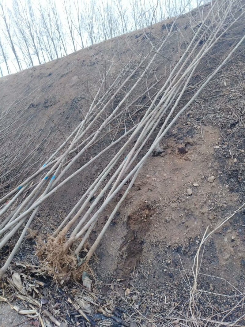 基地出售杜仲苗药材树种可上绿化工程用途广泛