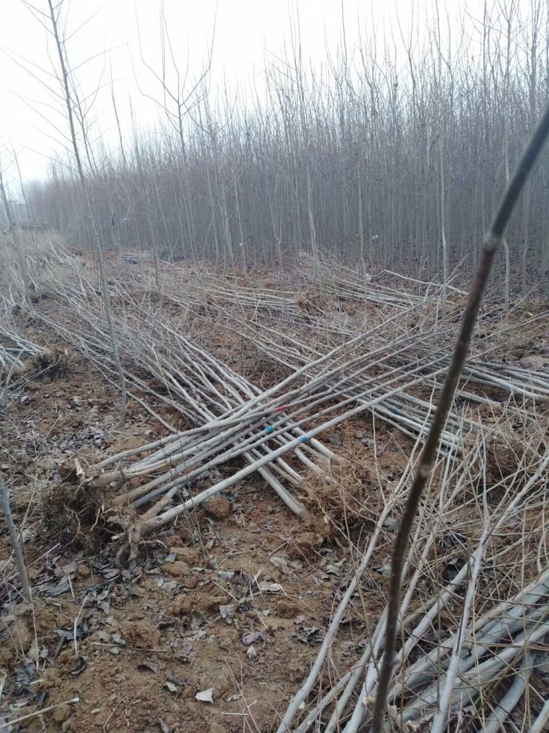基地出售杜仲苗药材树种可上绿化工程用途广泛