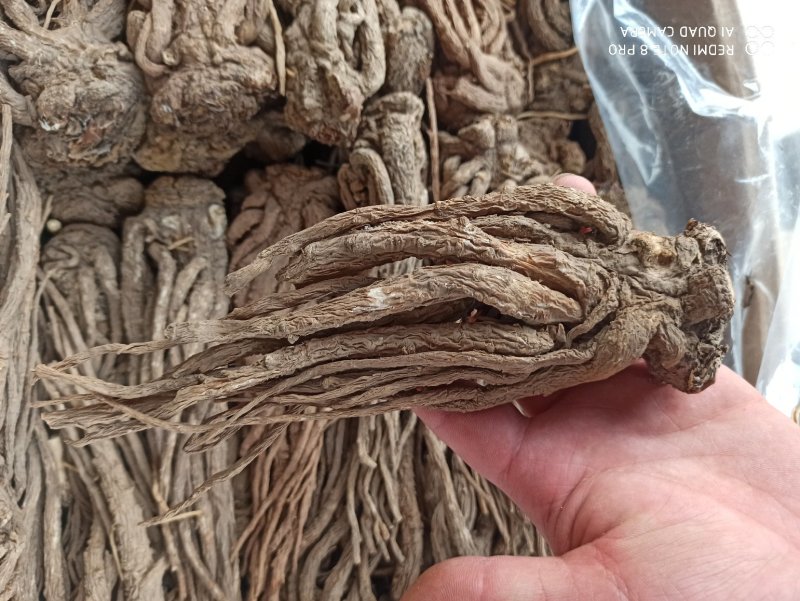 当归全归个子正品无硫20头一斤的专业中药批发
