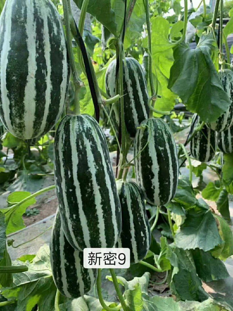 博洋甜瓜