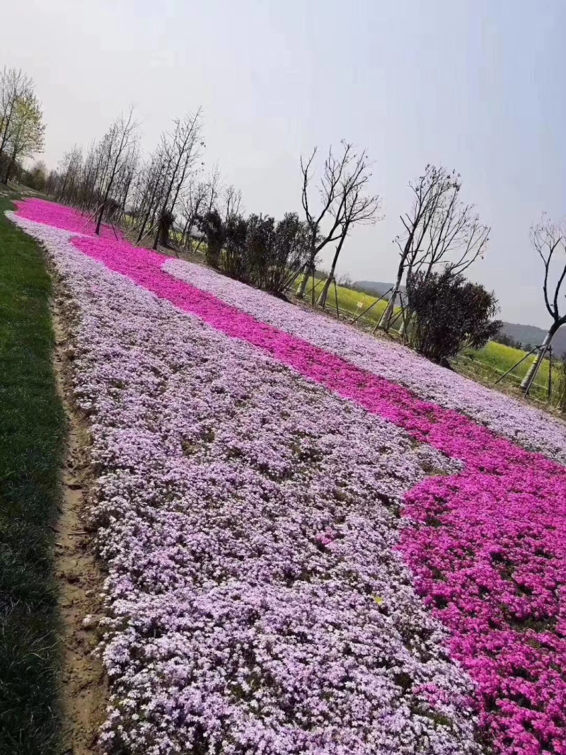 福禄考丛生福禄考，花海景观，一手货源芝樱花