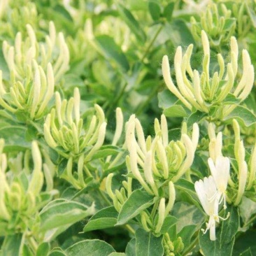 四季金银花树苗盆栽地栽泡茶食用药用阳台客厅庭院南北方种植