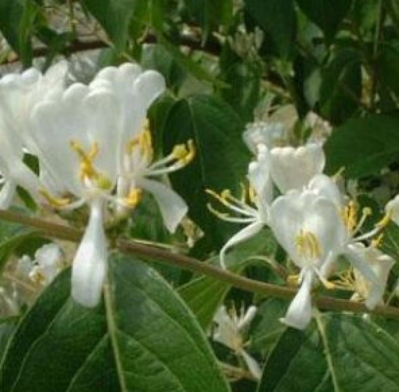 四季金银花树苗盆栽地栽泡茶食用药用阳台客厅庭院南北方种植