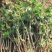 四季金银花树苗盆栽地栽泡茶食用药用阳台客厅庭院南北方种植