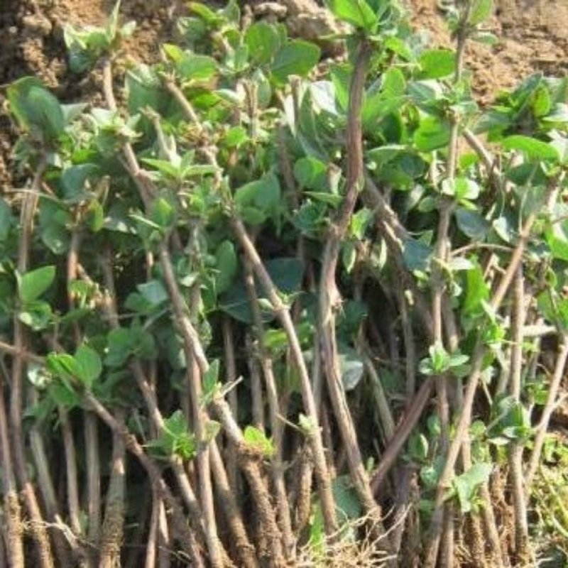 四季金银花树苗盆栽地栽泡茶食用药用阳台客厅庭院南北方种植