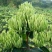 四季金银花树苗盆栽地栽泡茶食用药用阳台客厅庭院南北方种植