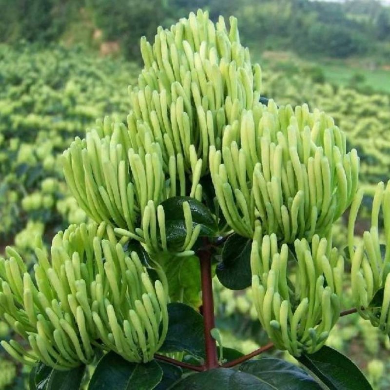 四季金银花树苗盆栽地栽泡茶食用药用阳台客厅庭院南北方种植