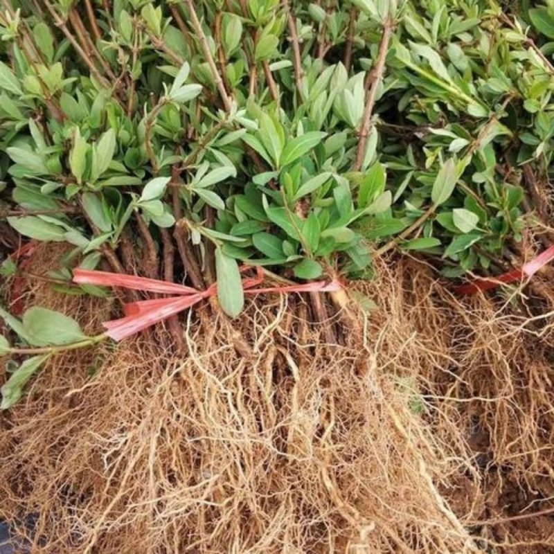 四季金银花树苗盆栽地栽泡茶食用药用阳台客厅庭院南北方种植