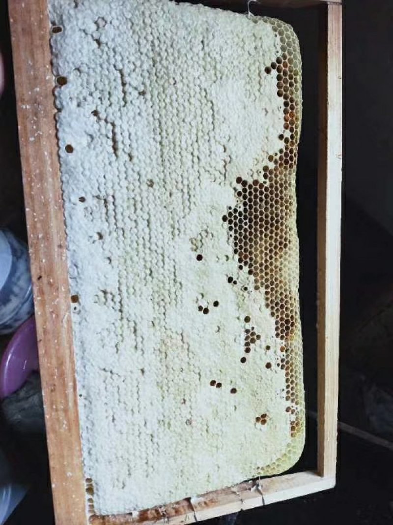 广西深山农家鸭脚木冬蜜纯正蜂蜜