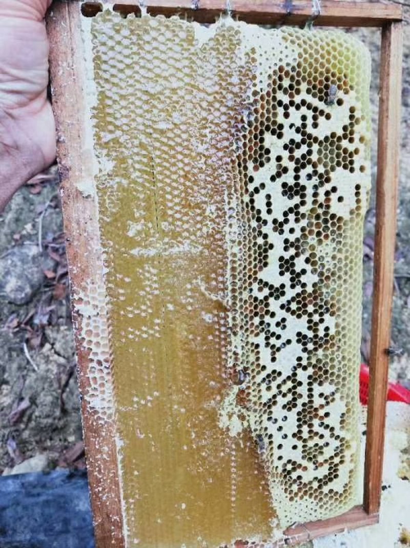 广西深山农家鸭脚木冬蜜纯正蜂蜜