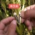 乡下山货乡下黑芝麻优质大粒