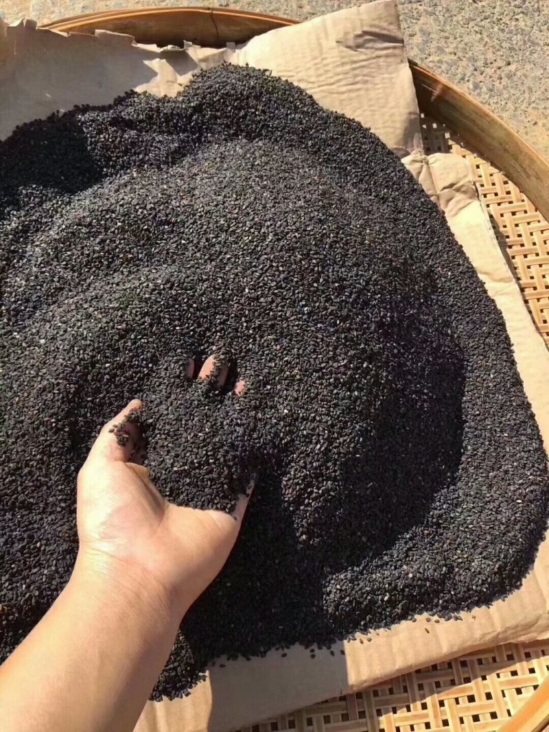 乡下山货乡下黑芝麻优质大粒