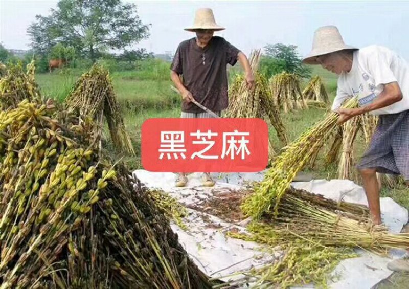 乡下山货乡下黑芝麻优质大粒