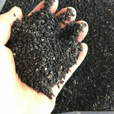 乡下山货乡下黑芝麻优质大粒