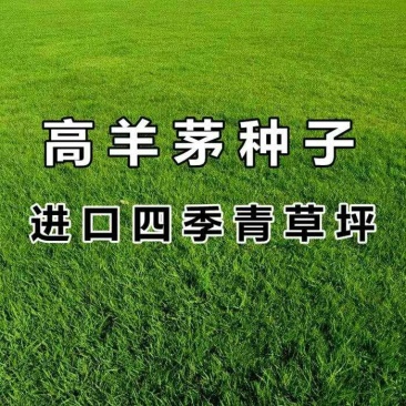高羊茅种子进口草坪种子高产草籽护坡绿化抗旱耐寒多年生