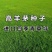高羊茅种子进口草坪种子高产草籽护坡绿化抗旱耐寒多年生
