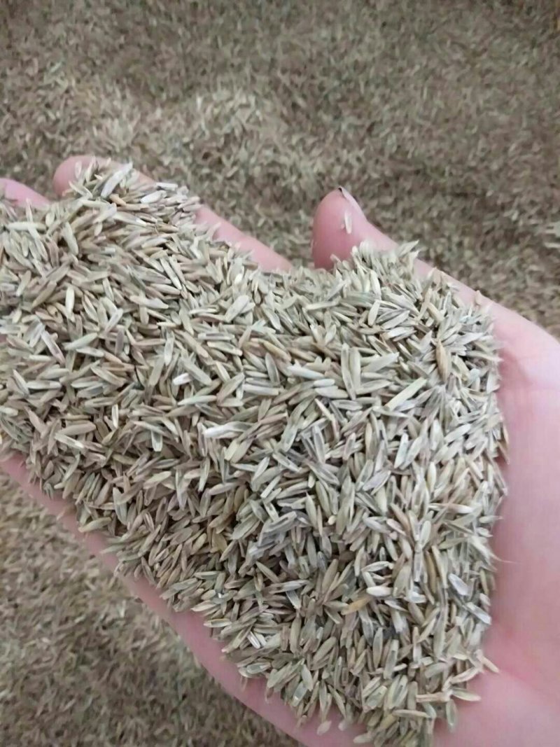 高羊茅种子进口草坪种子高产草籽护坡绿化抗旱耐寒多年生