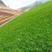 高羊茅种子进口草坪种子高产草籽护坡绿化抗旱耐寒多年生
